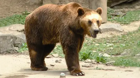 Een bruine beer in het wildpark van het Domaine des Grottes de Han
