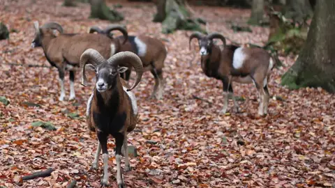 Dieren in het Parc à Gibier van La Roche-en-Ardenne