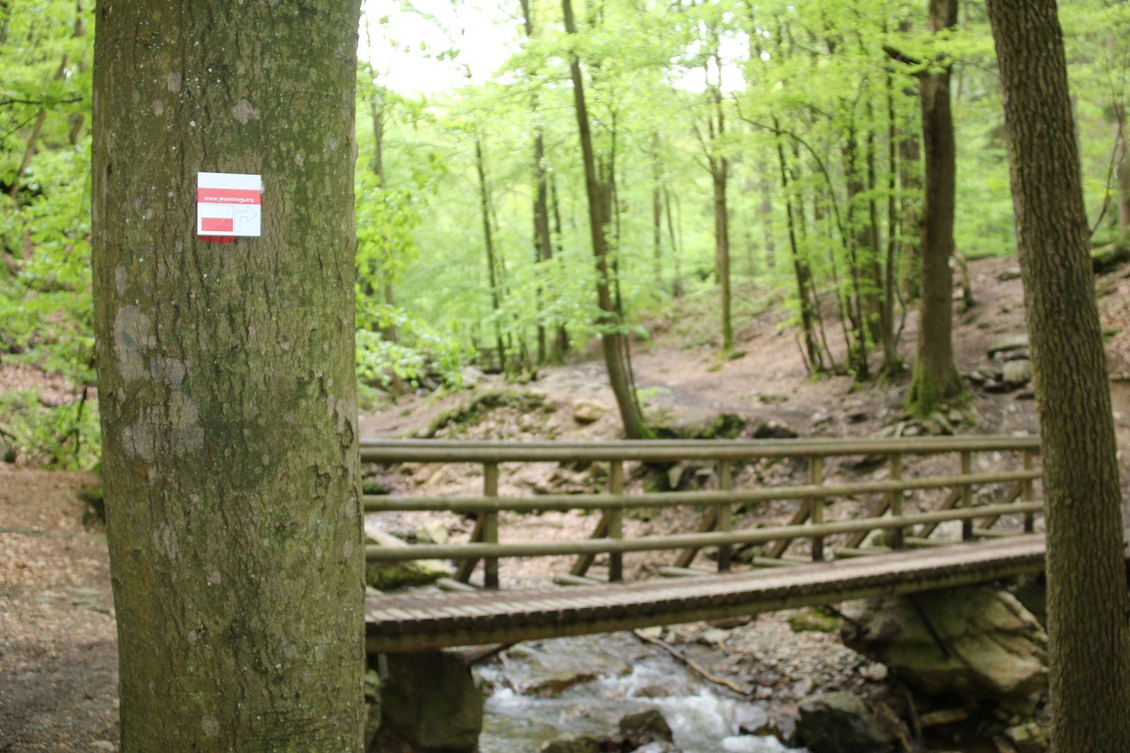 Houten bruggetje over de Ninglinspo op het wandelpad door het beukenbos