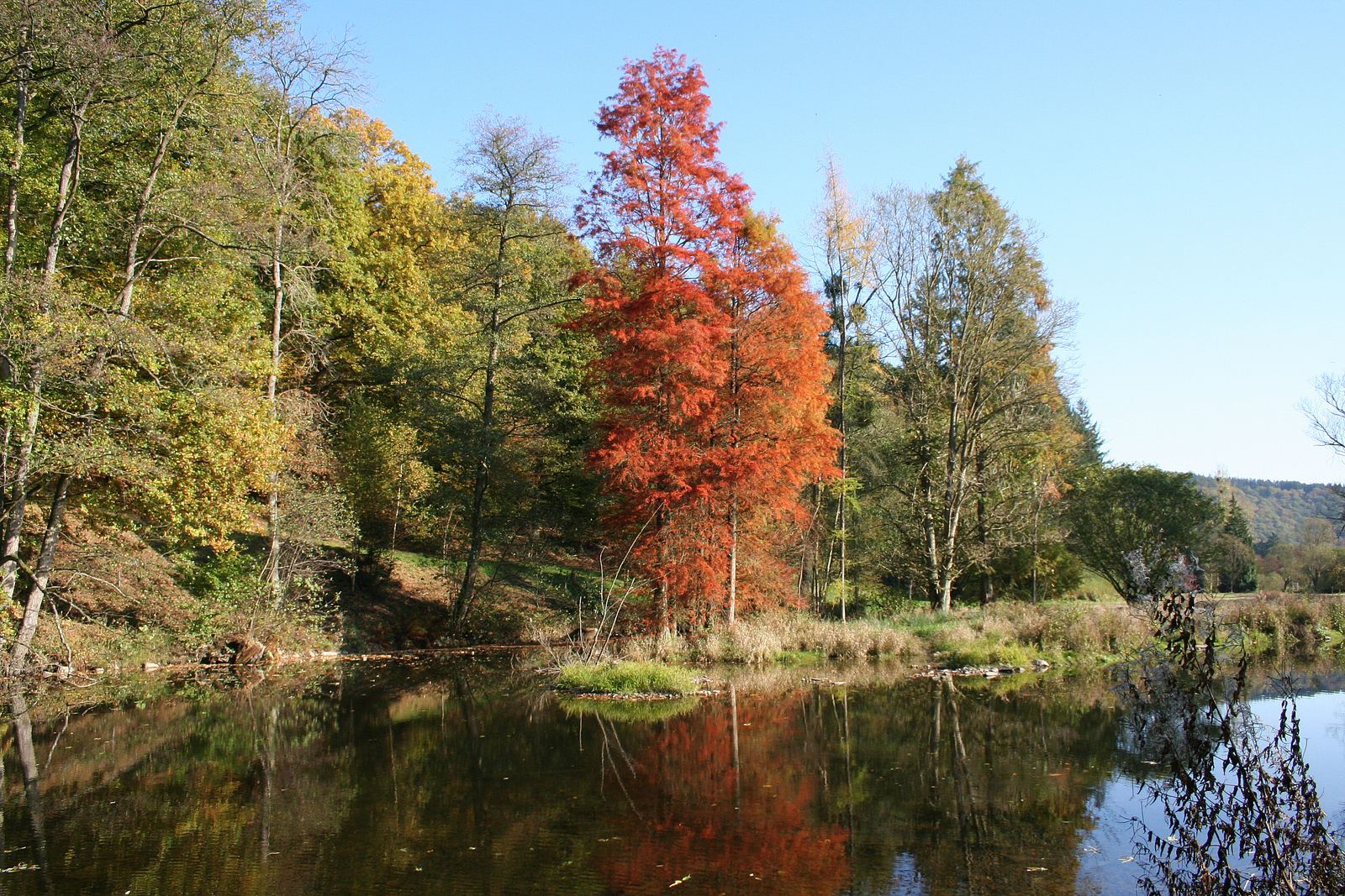 Herfstbos langs de Ourthe bij Rendeux, met een rood verkleurde moerascipres
