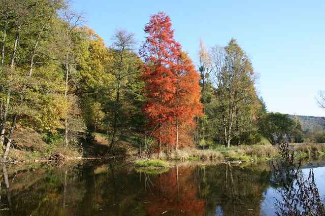 Herfstbos langs de Ourthe bij Rendeux, met een rood verkleurde moerascipres