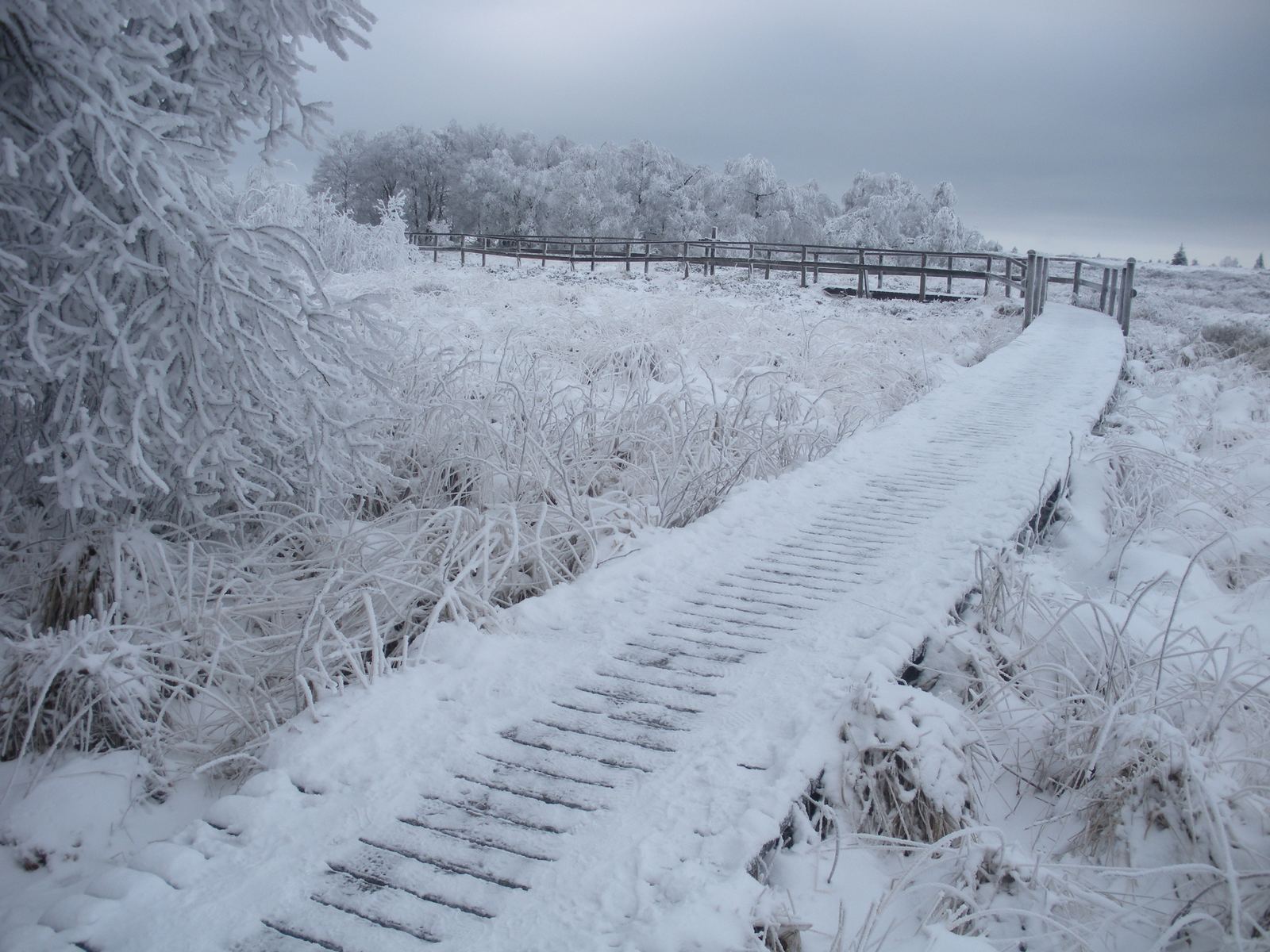 Vlonderpad door de berijpte en besneeuwde Fagne Wallonne in de Hoge Venen