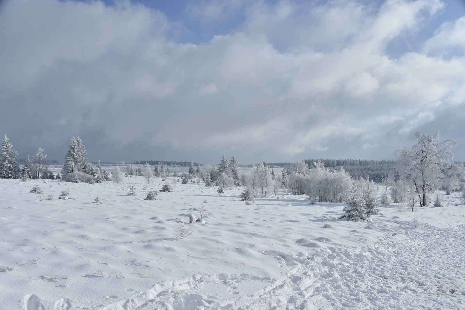 Het weidse, besneeuwde hoogveen van de Hoge Venen in de winter
