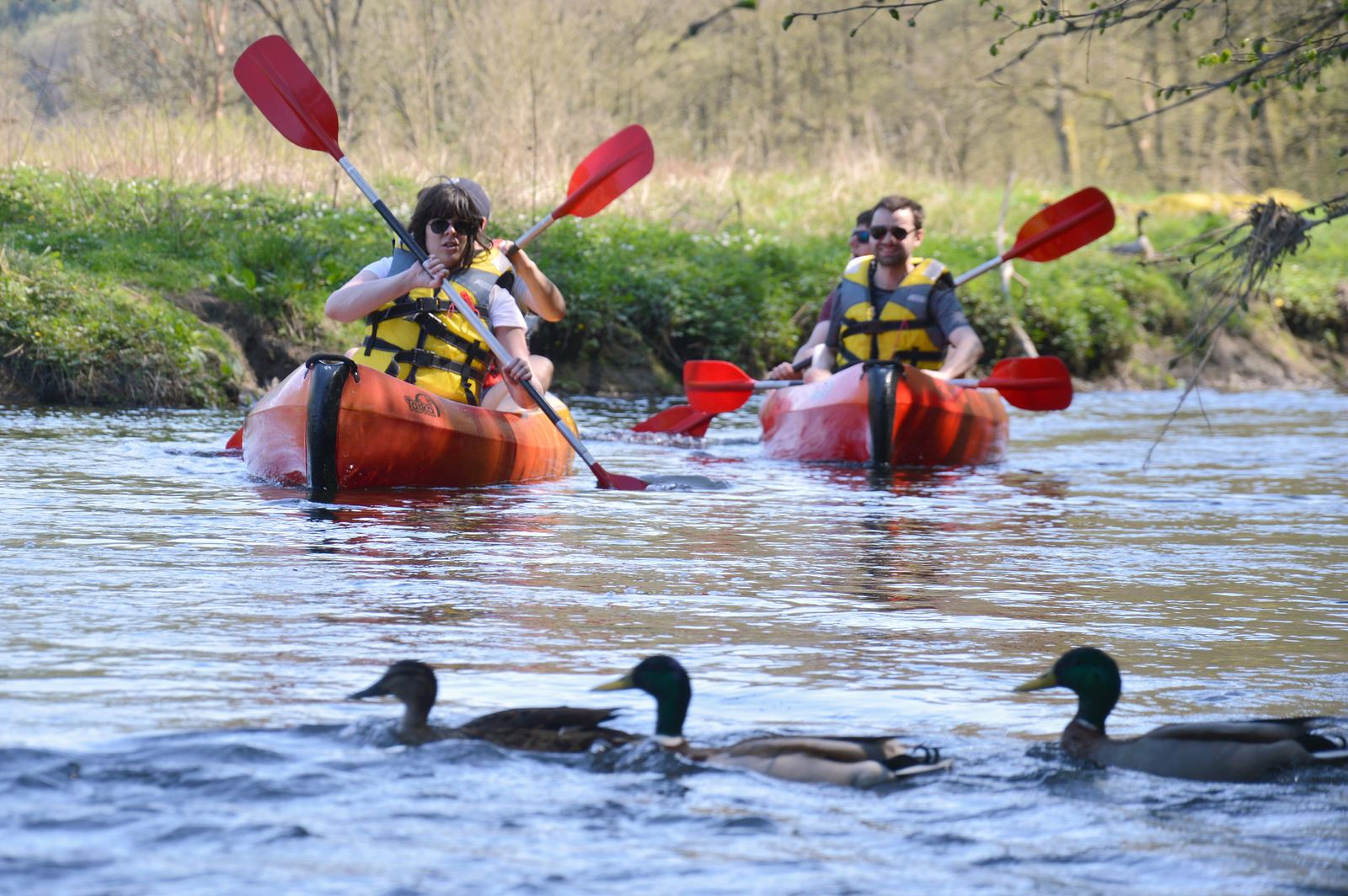 Twee kajakken met peddelaars op de Ourthe, met eenden op het water